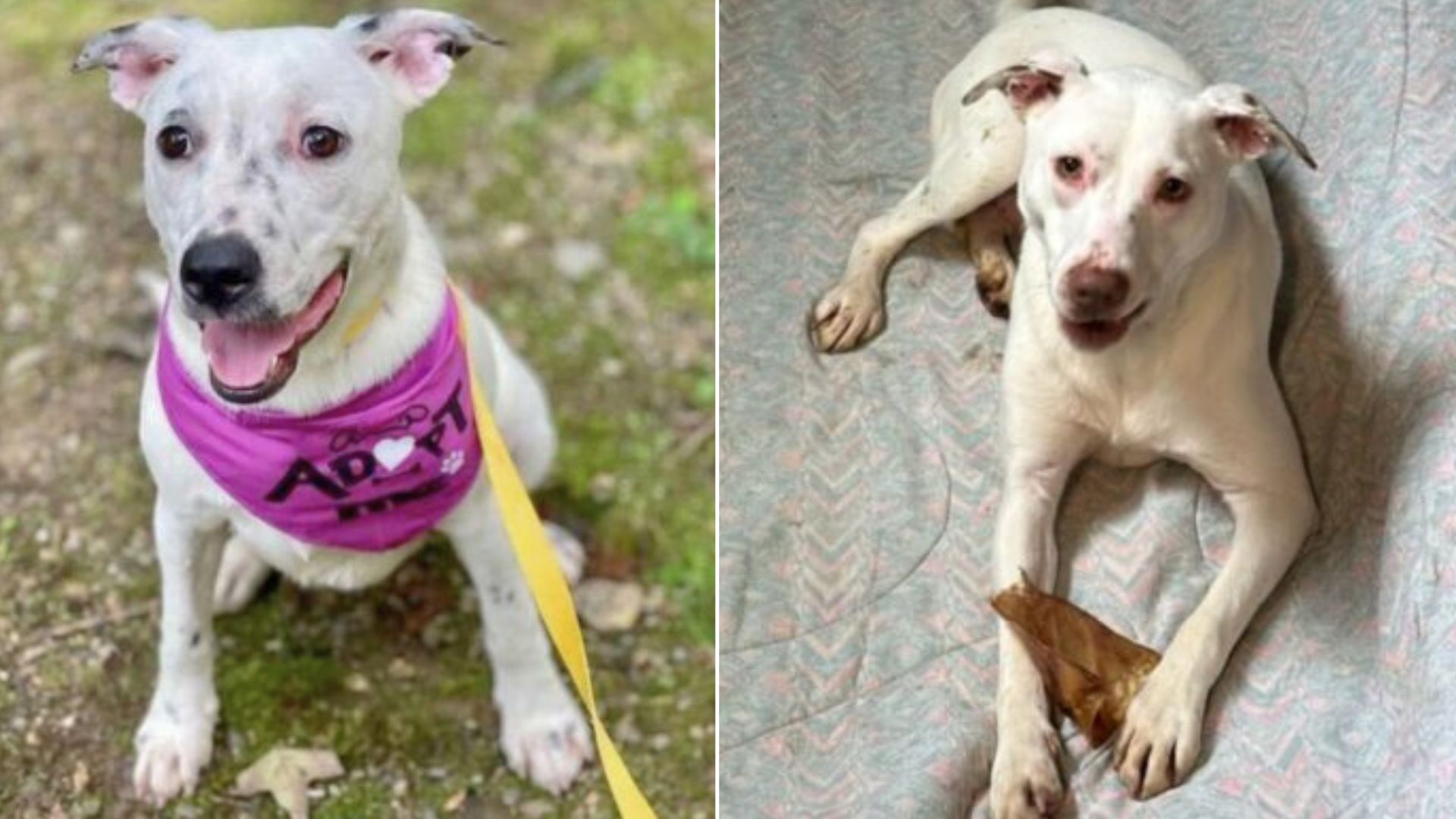 Witness How These 2 Adorable Dog Siblings Celebrated Their First Birthday In The Shelter