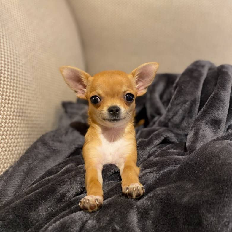 teacup chihuahua