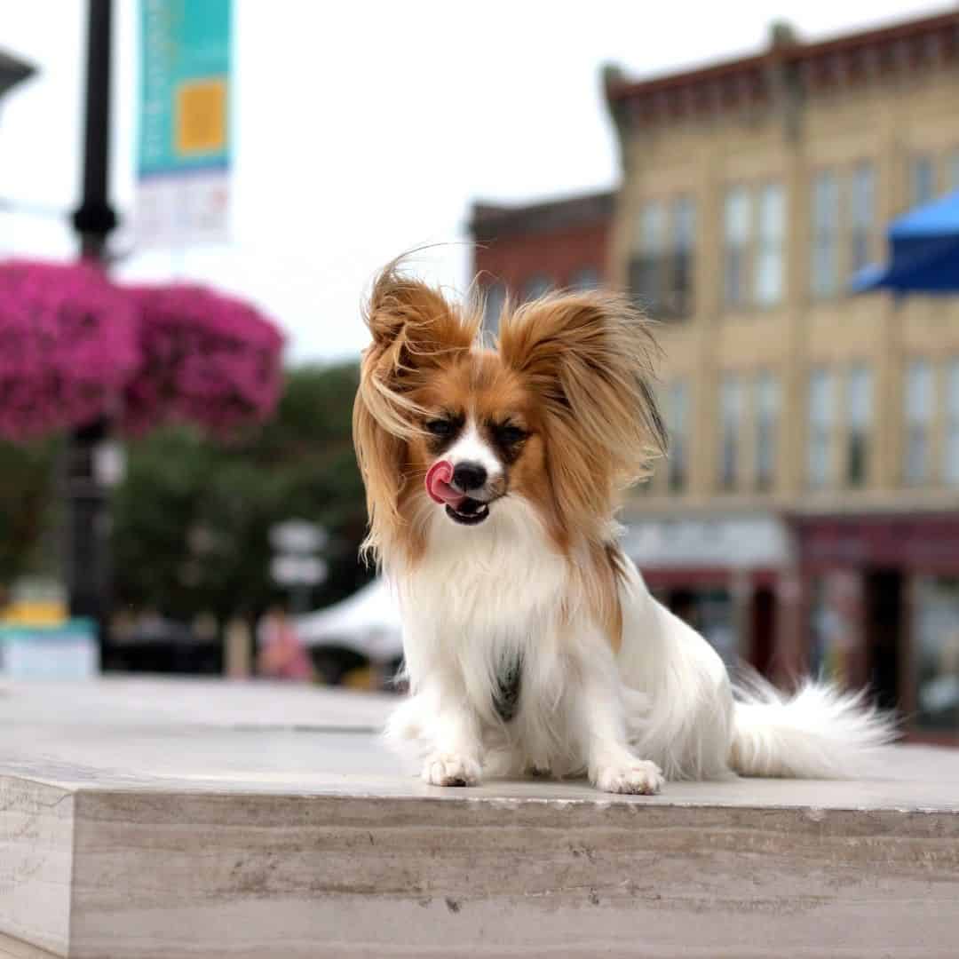 teacup papillon