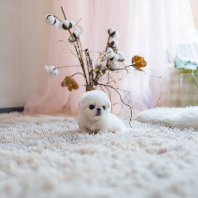 teacup pekingese