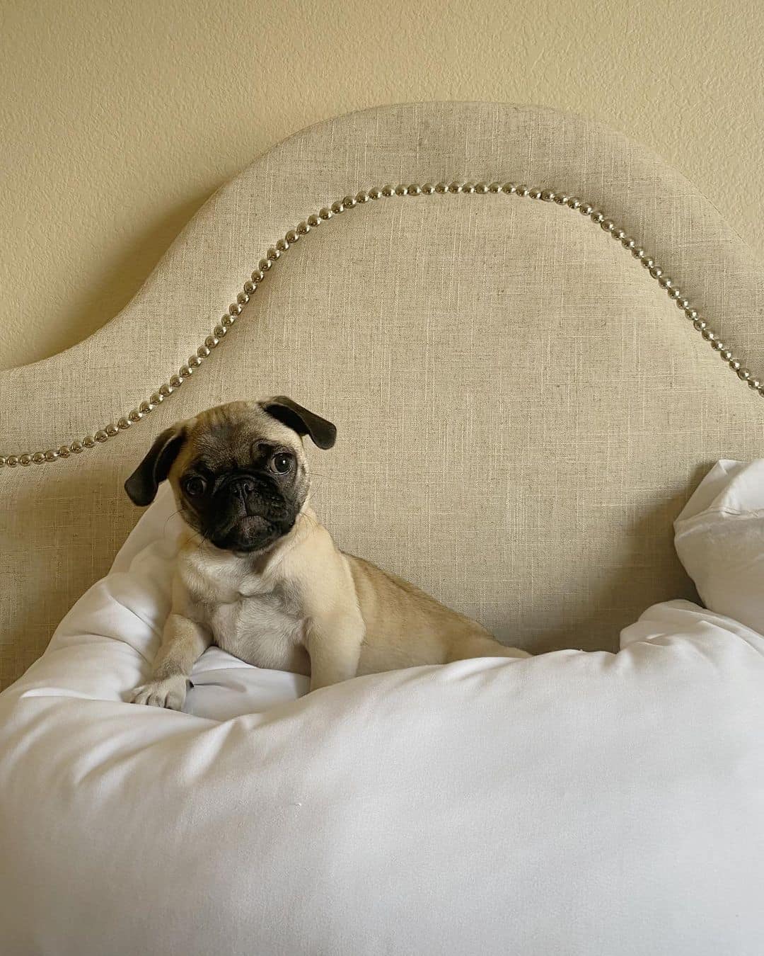 teacup pug