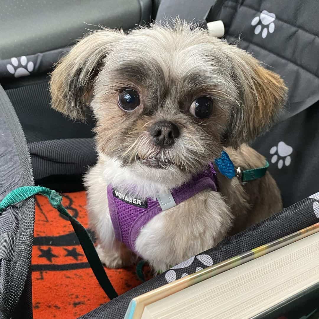 teacup shih tzu