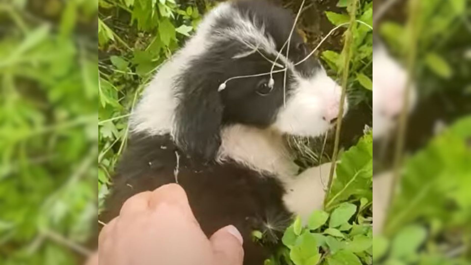 Sweet Doggo Scared Of His Rescuers Relaxed After He Realized They Only Wanted To Help