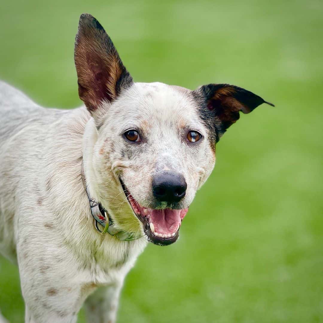 Texas Heeler