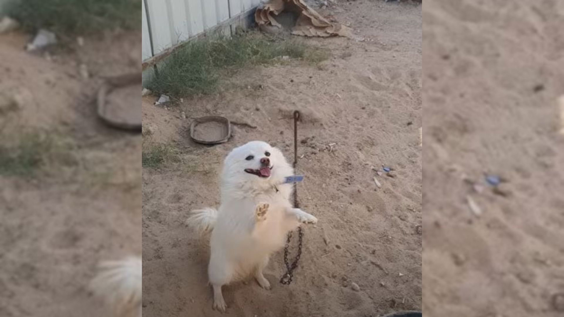 Dog Tied By The Road And Abandoned Raises His Paws And Begs For Help