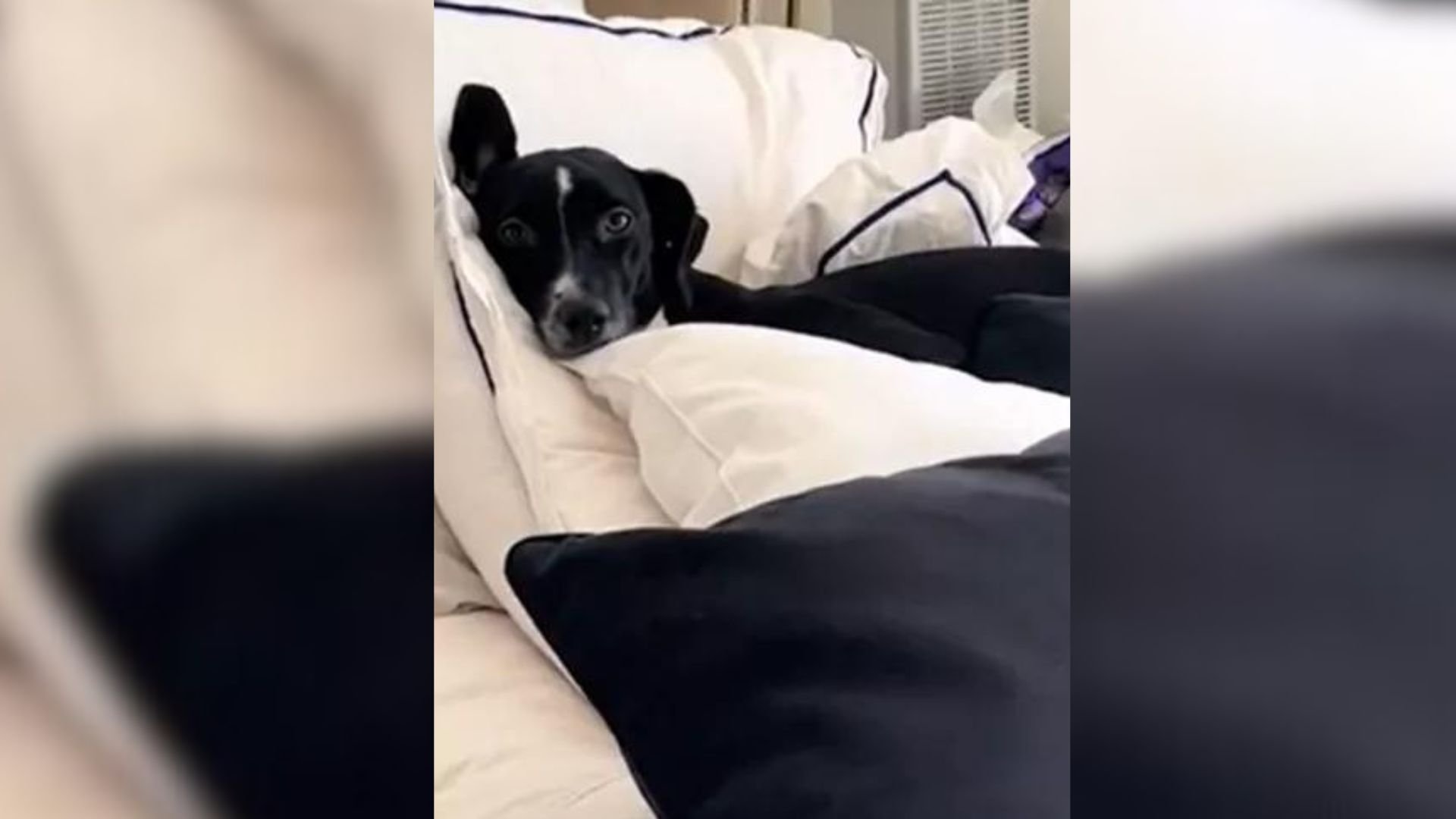 This Dog Makes A Mess On Owner’s Bed And The Reason Will Make Your Day