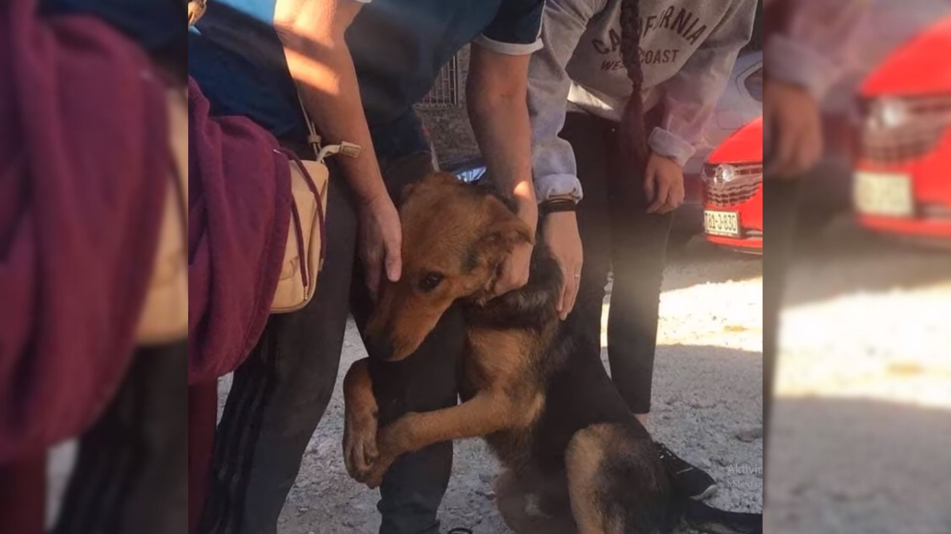 Dog Who Badly Needed Help Kept Hugging Random People In Hopes That Someone Would Save Her