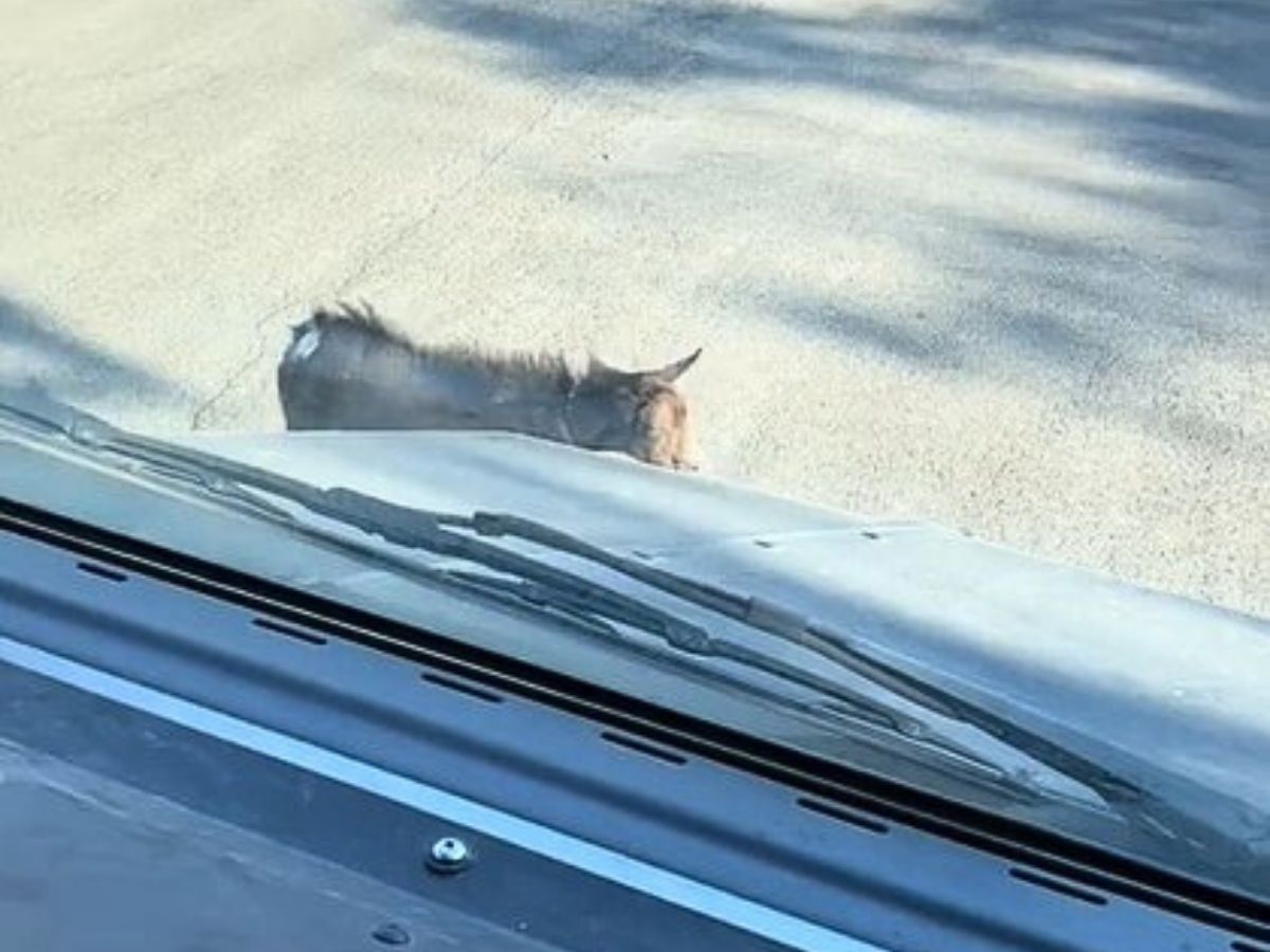 the dog approaches the truck