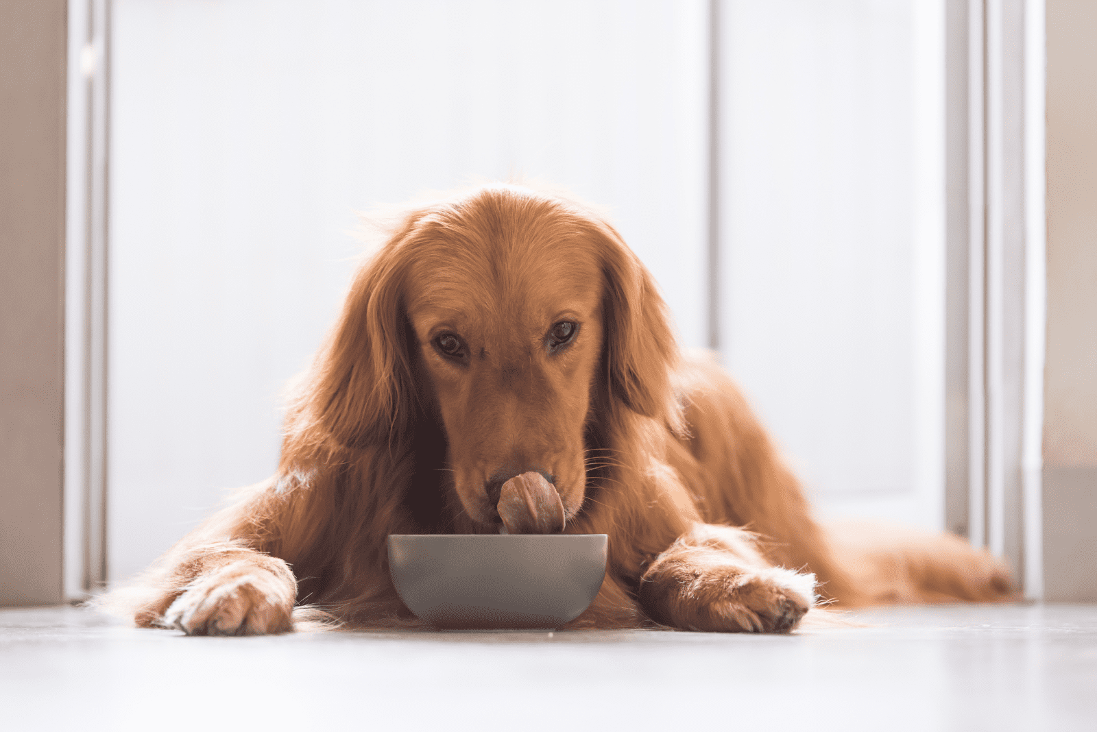 the dog eats food from the bowl