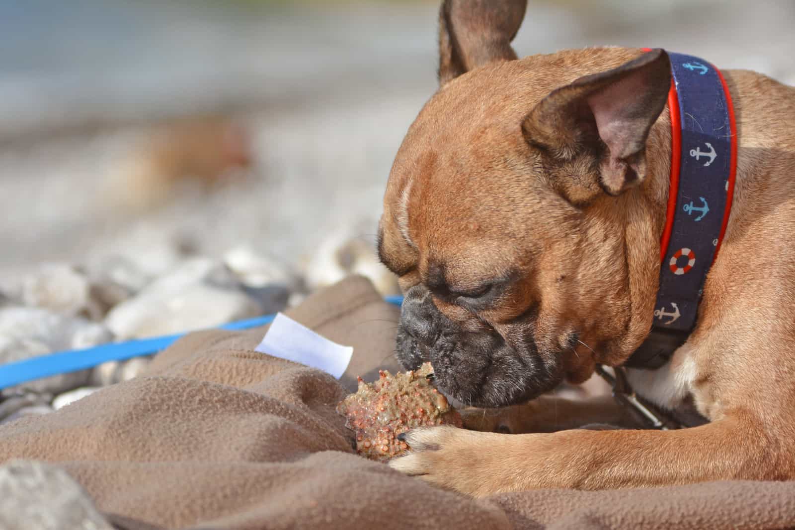 the dog eats shellfish