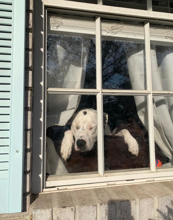 the dog fell asleep by the window