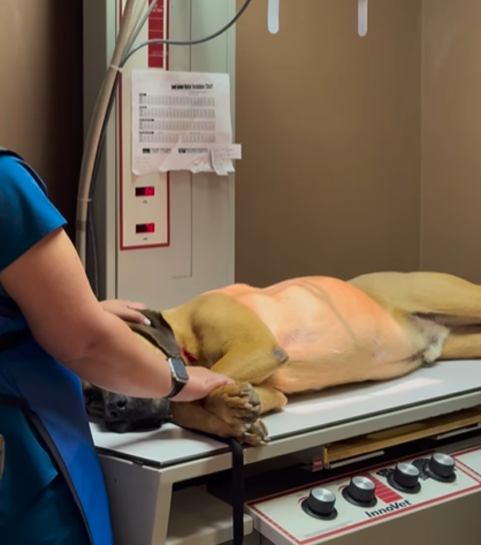 the dog is lying on the table for examination at the vet