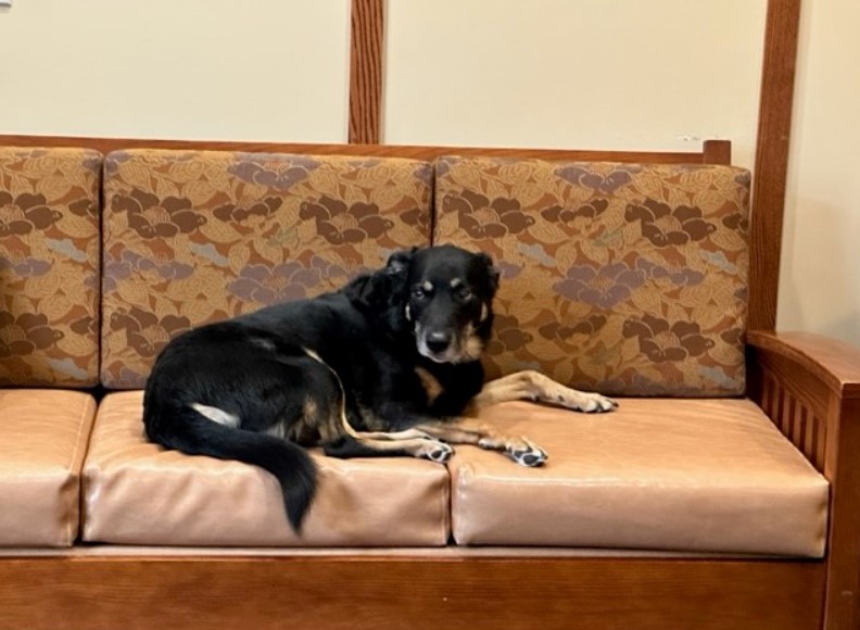 the dog lies on the couch and looks around