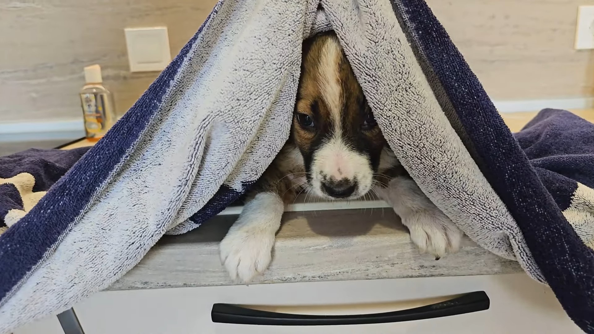 the dog peeks out from under the towel