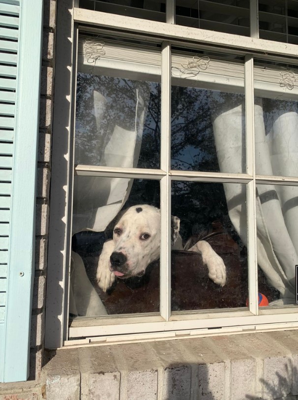 the dog sits by the window and looks around