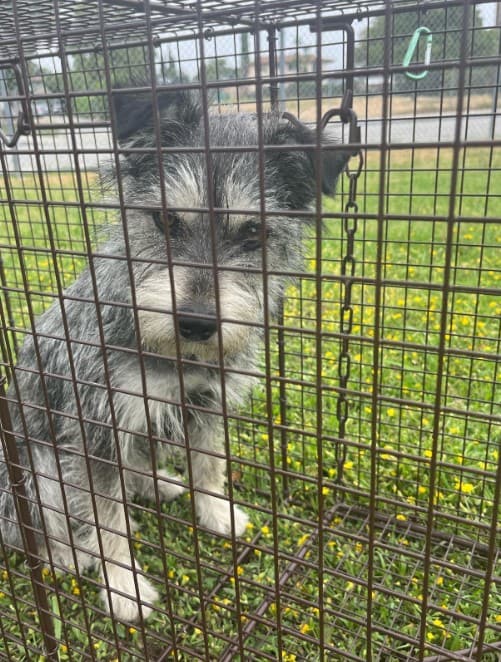 the dog sits in the cage with a sad look