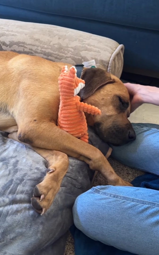 the dog sleeps with his toy