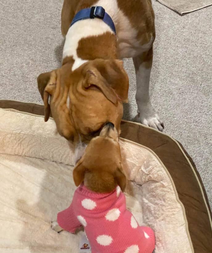 the dog sniffs the rock lying on his pillow