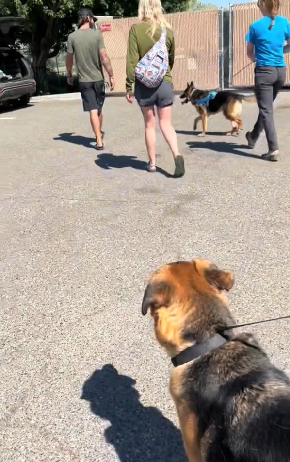 the dog watches his friend being taken away