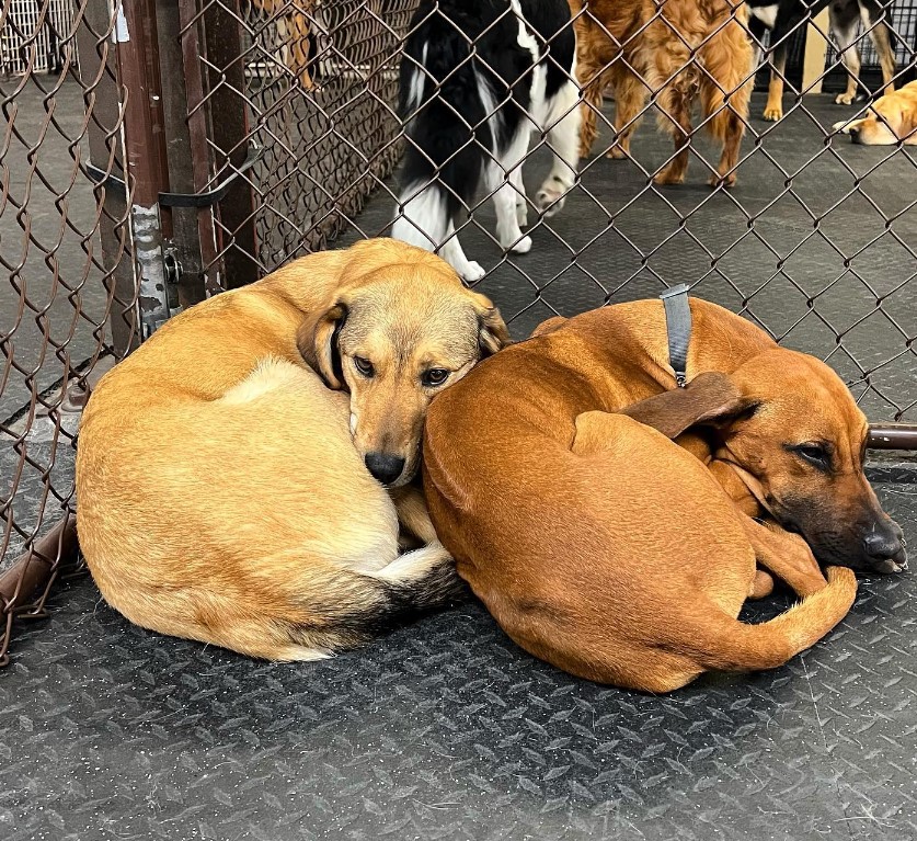 the dogs lie leaning on each other