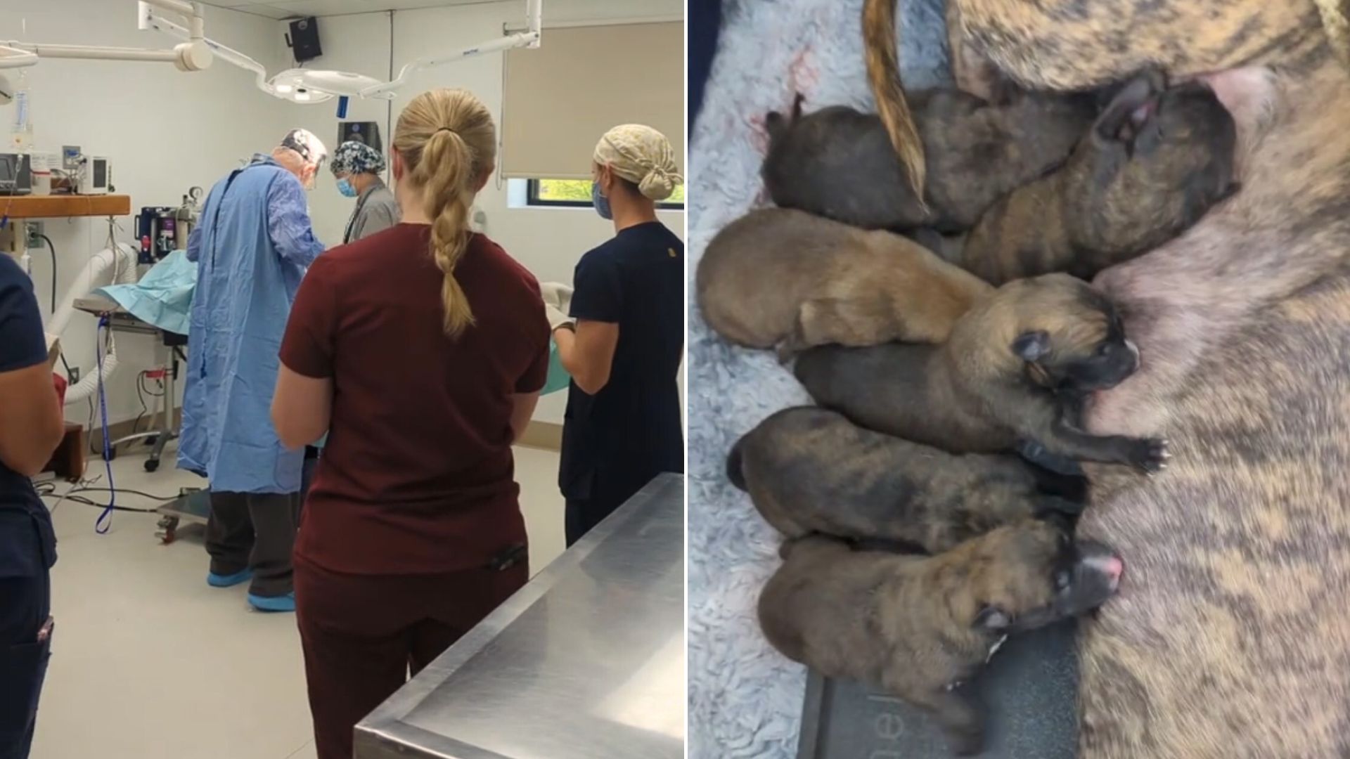 The Entire Vet Staff Gathered Around The Table To Witness This Rare Special Moment