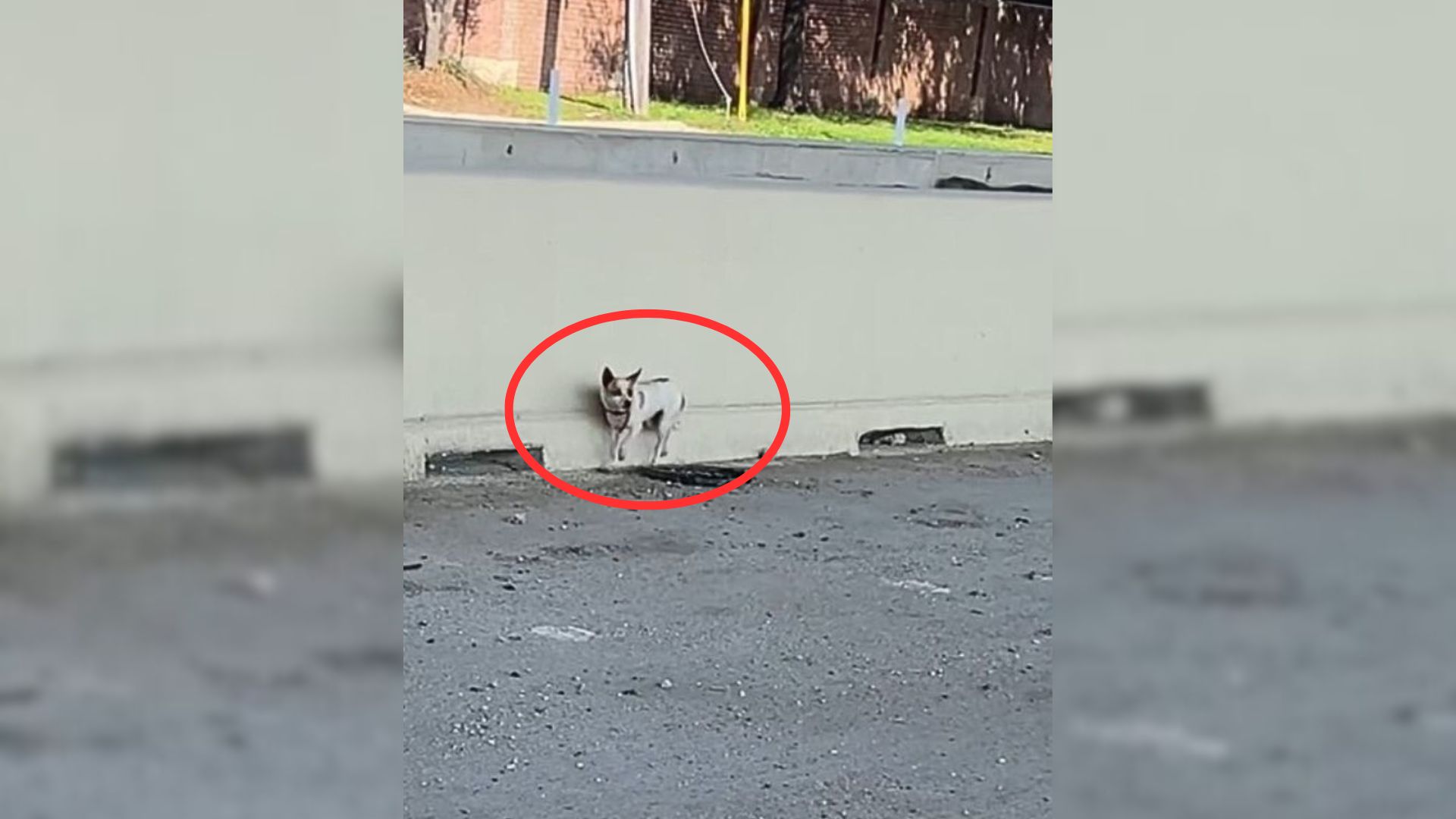 The Frightened Pup Dumped Near The Highway Who Desperately Waited For Her Family Gets Rescued