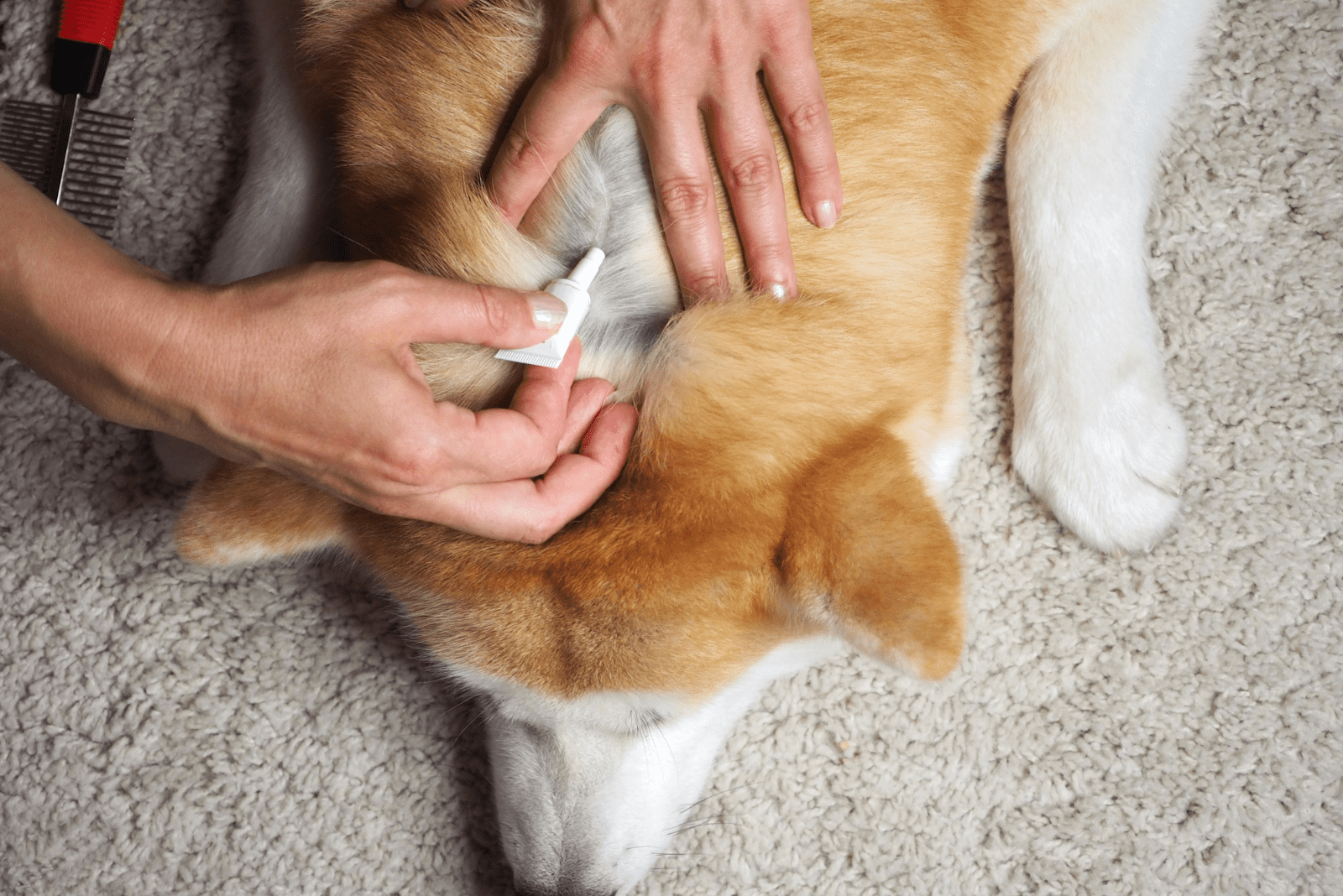 the girl puts flea drops on the dog