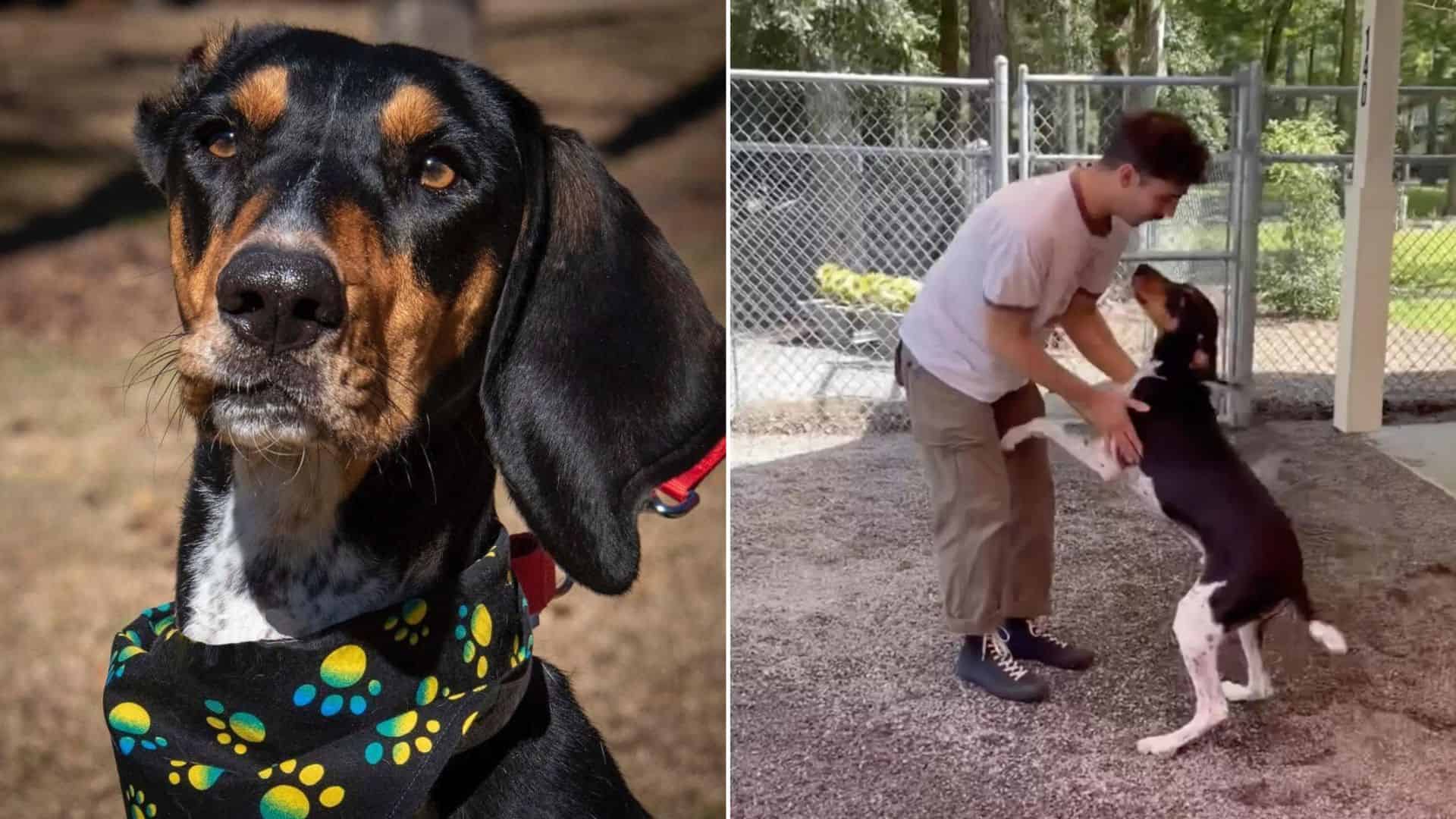 Howling Doggo Gets Stunned Silent At The Reunion With His Owner