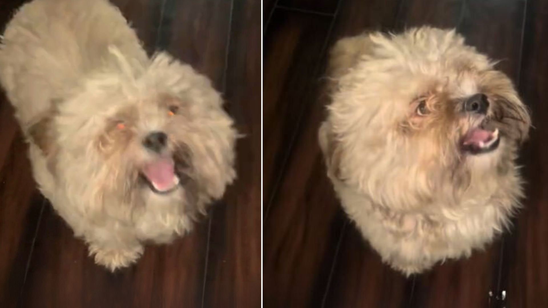 The Owner Decided To Groom Her Dog At Home, She Turned Him Into A “Gremlin”