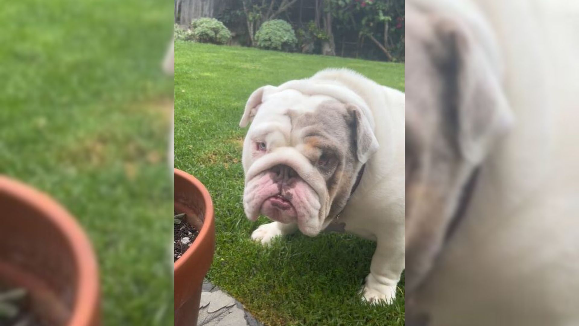 The Owner Wanted To Euthanize His Obese Bulldog But The Vet Said “NO”