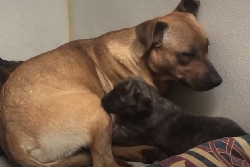 the puppy lies next to the mother dog