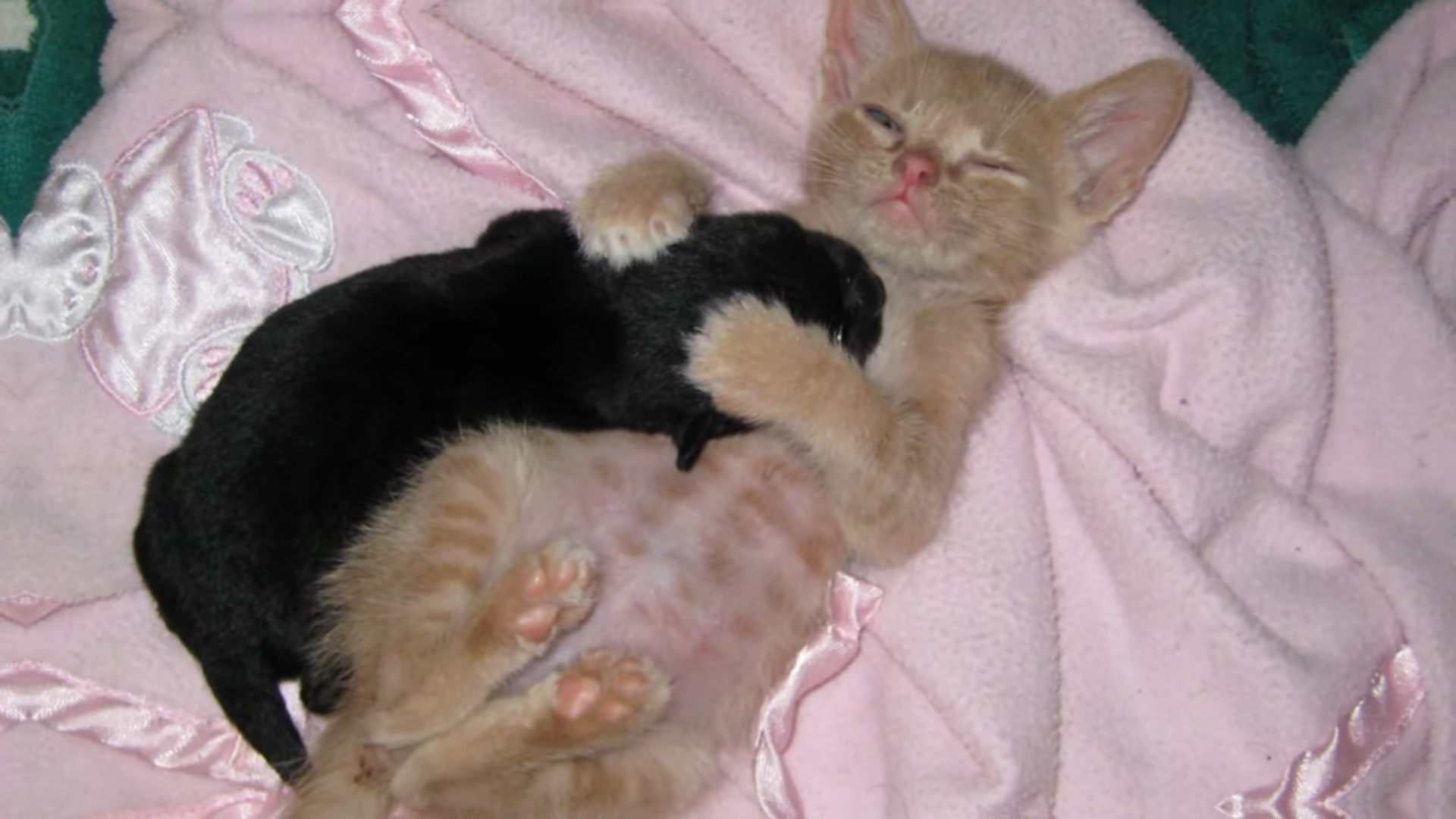 the puppy sleeps leaning on the kitten