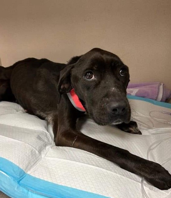 the rescued dog is lying down and looking at the camera