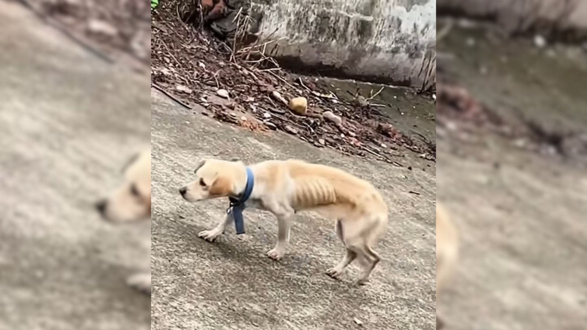 The Sad Dog Betrayed By Her Owner Hid In The Abandoned House From The Villagers Who Chased Her