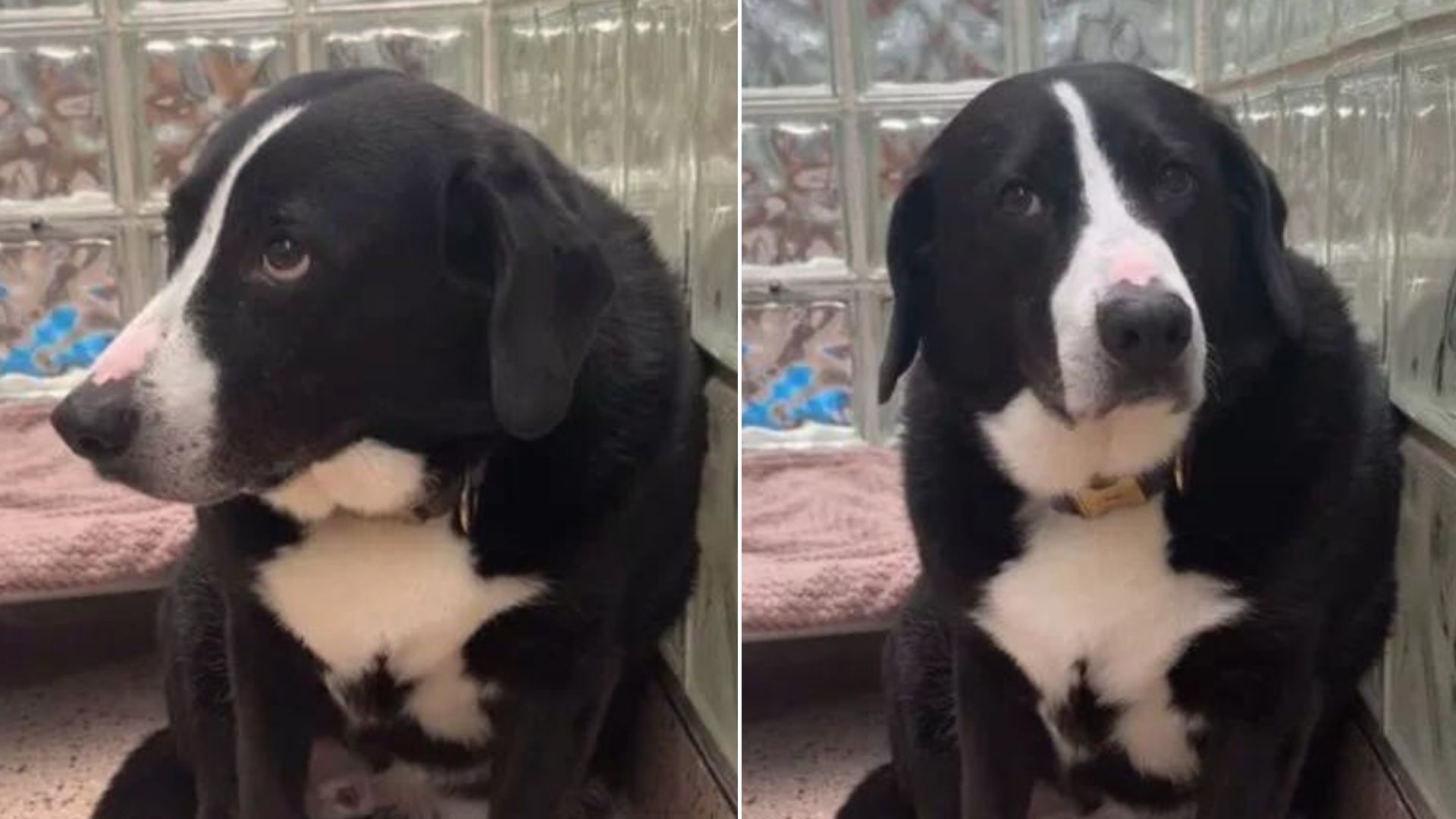 The Sad Dog Couldn’t Understand Why His “Only Family” Abandoned Him After 8 Years