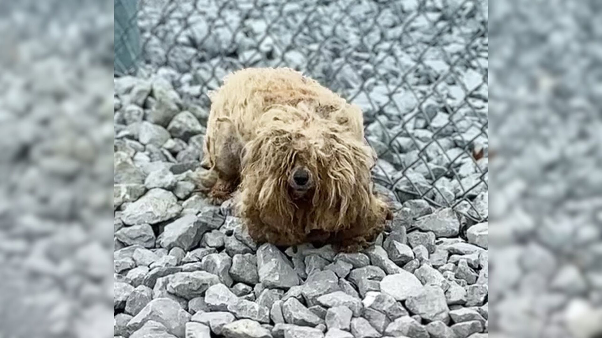 The Sorrowful And Betrayed Pup Who Lost Trust In Humans Undergoes An Astonishing Transformation