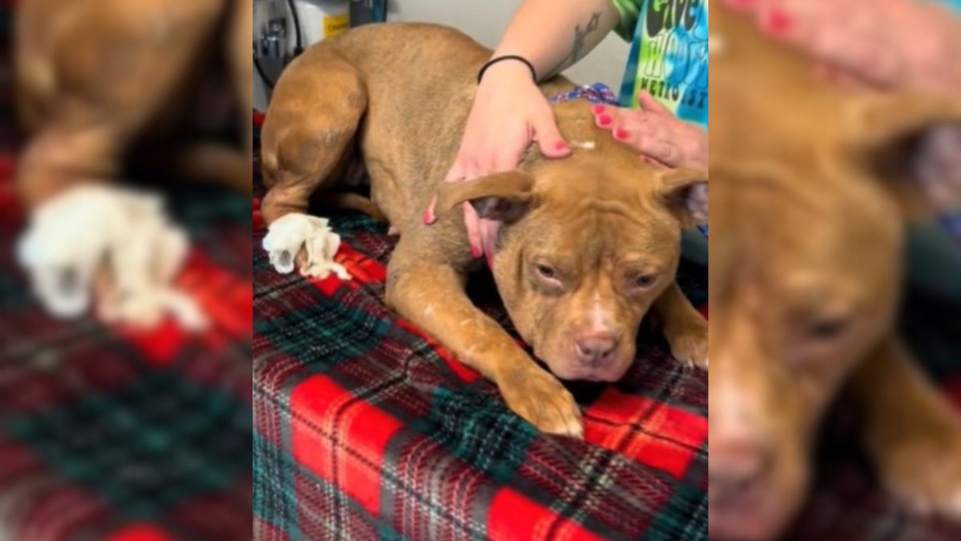 The Surrendered Pup Whose Eyes Were Filled With Sorrow Discovers Joy In Her Foster Home