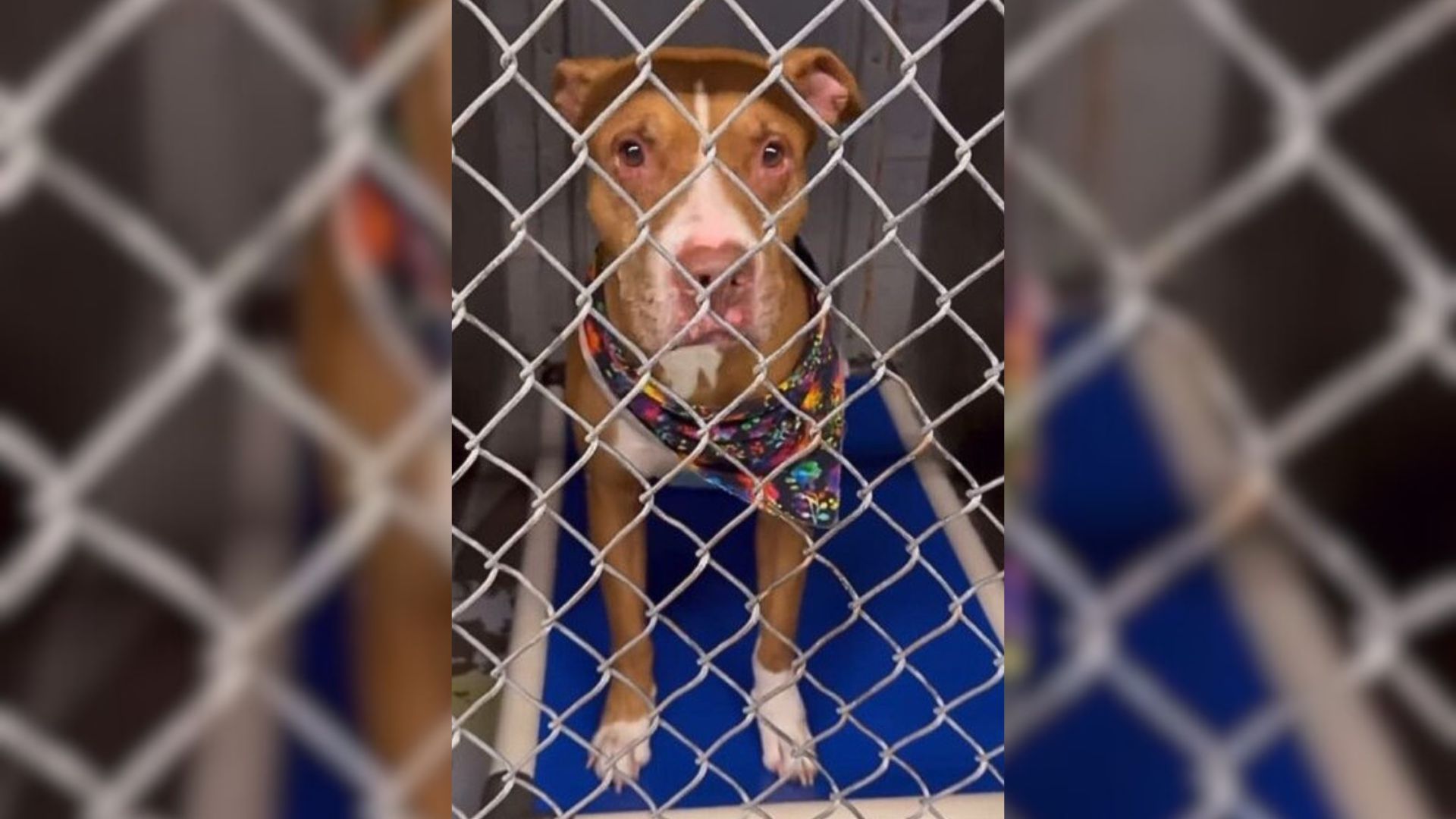 The Sweet Pup Saved From Euthanasia At The Last Moment Couldn’t Stop Running After He Got Adopted