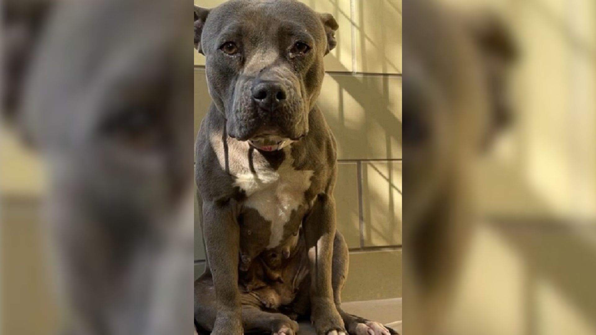 The Tearful And Mistreated Dog Who Was Dumped At A Shelter Now Has A Dad Who Adores Her