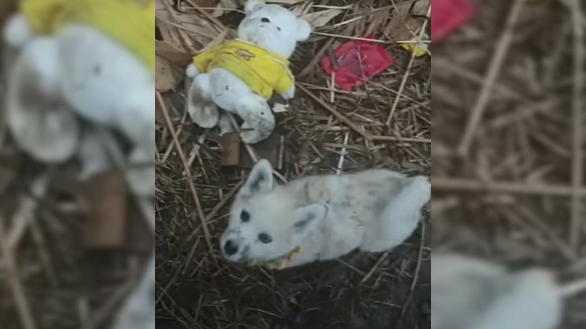 Loyal Pup Refuses Help From Rescuers Until His Furry Buddy is Also Saved