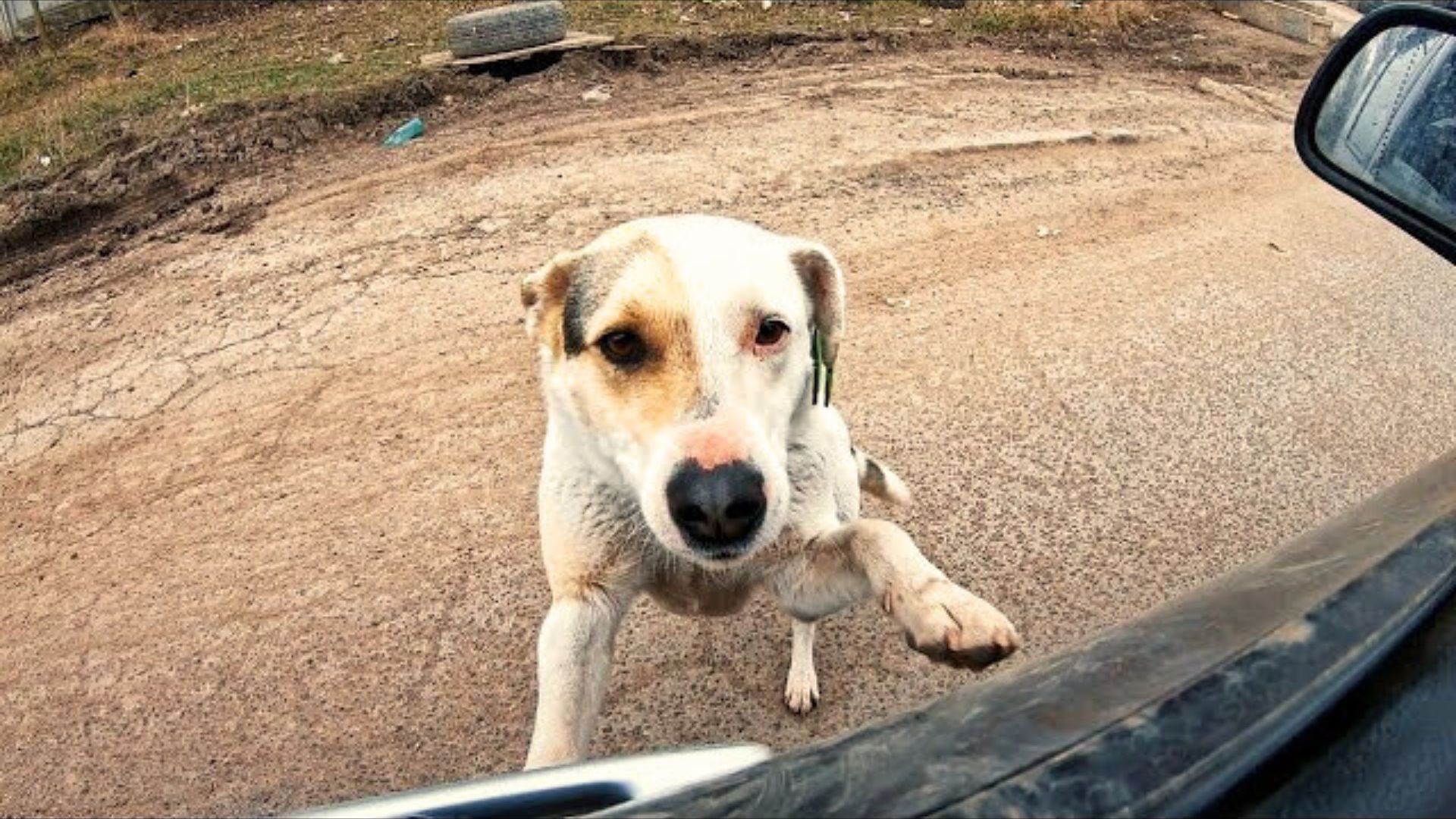 This Pup Was So Starved That He Walked Towards Cars And Asked People For Help