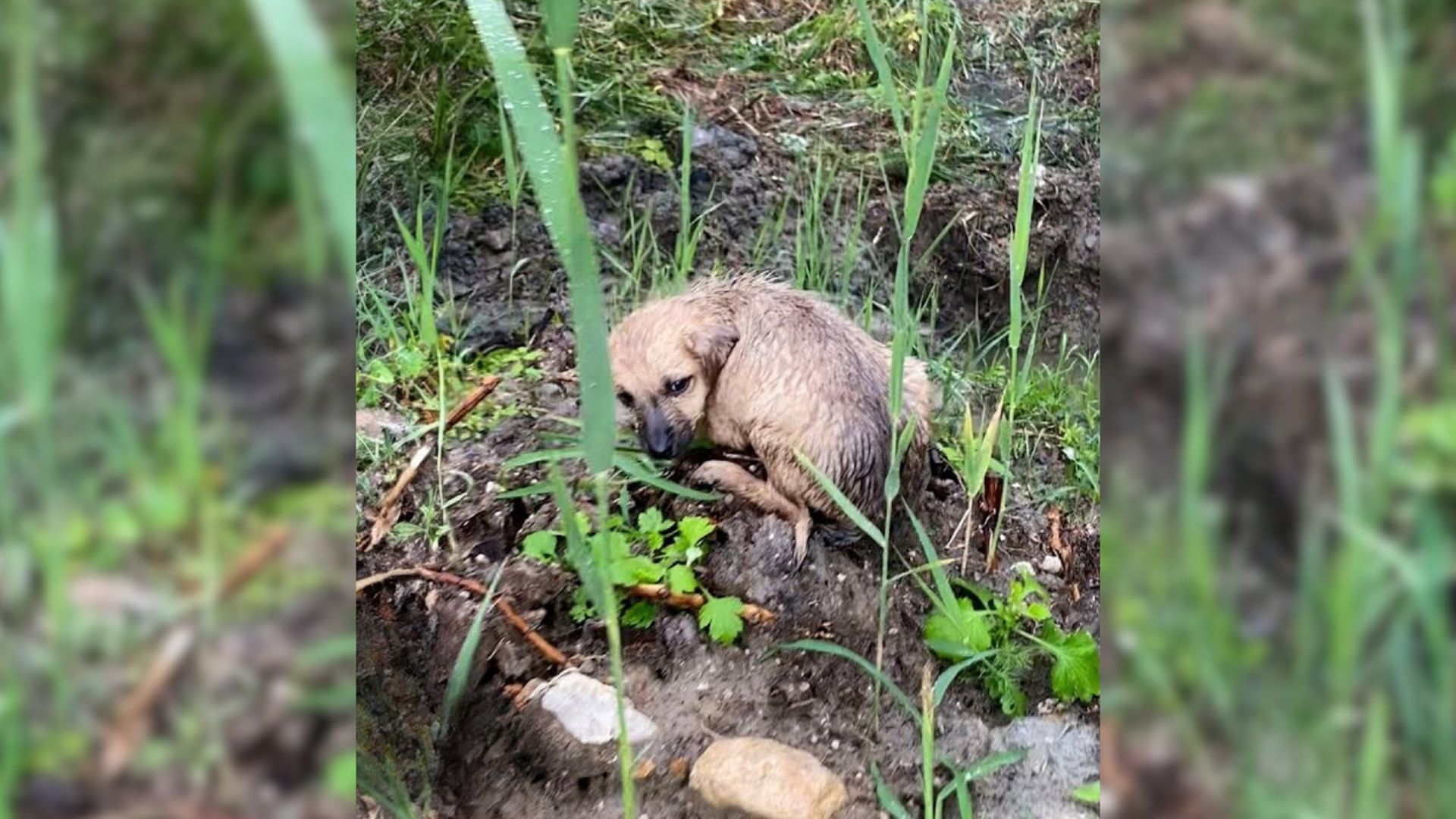 Small Puppy Spent Days Lying In Dirt And Hoping That Somebody Would Come To Rescue Him