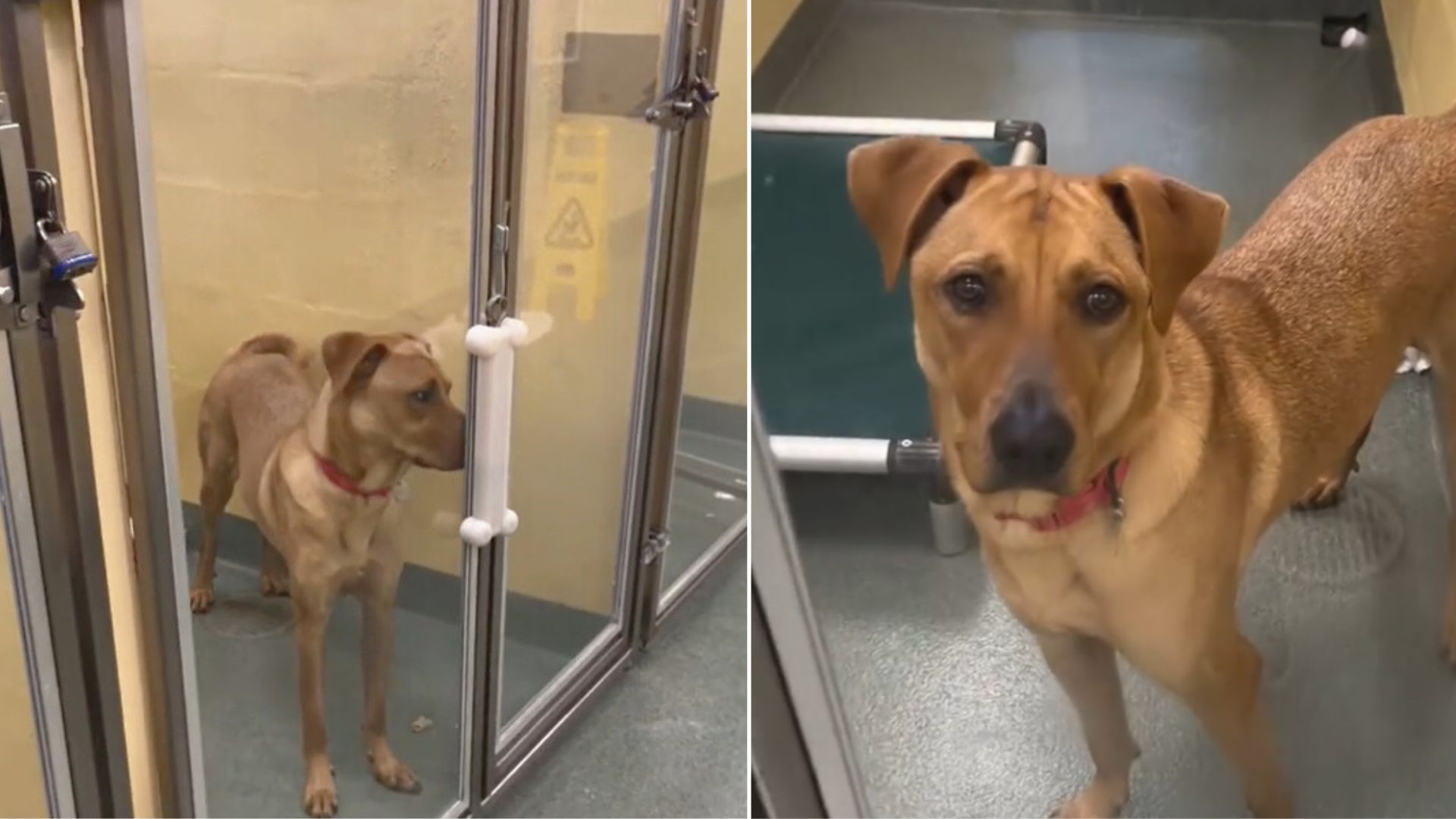 Sweetest Pup Struggled To Find A Home After Being Surrendered To The Shelter 3 Times