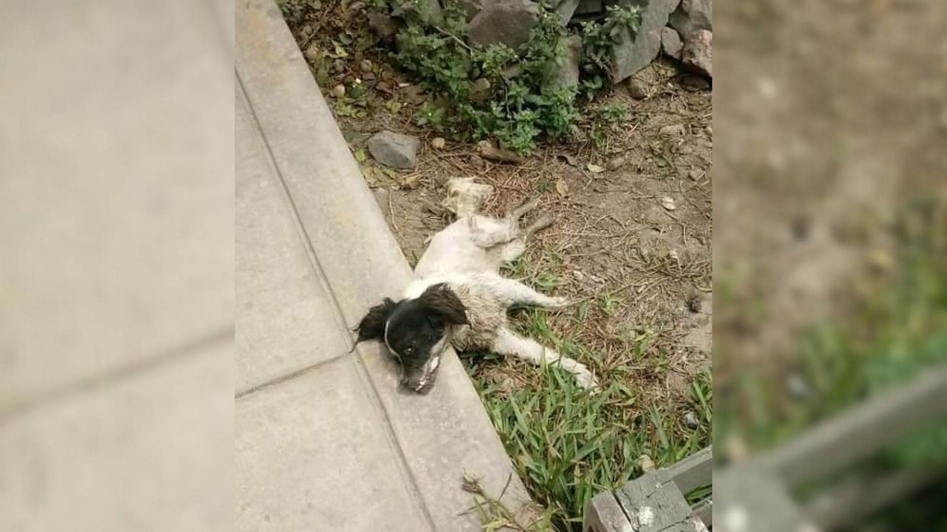 Rescuers Were Shocked To Find This Abandoned Sick Pup Lying Motionless On The Street