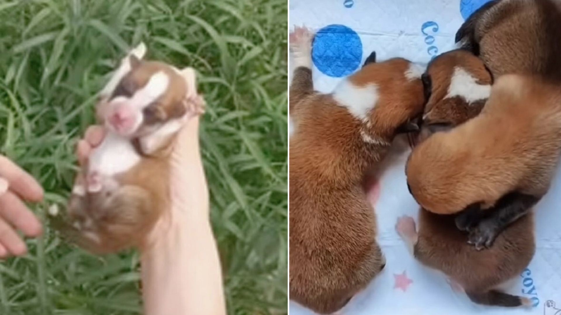 Three Abandoned Newborn Puppies Cried As They Struggled To Crawl And Look For Their Beloved Mom