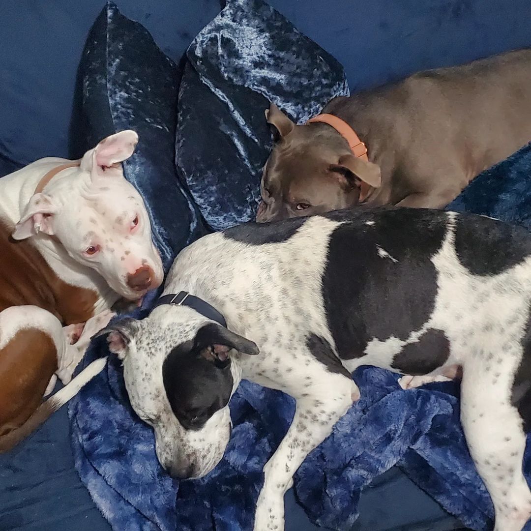 three dogs laying down