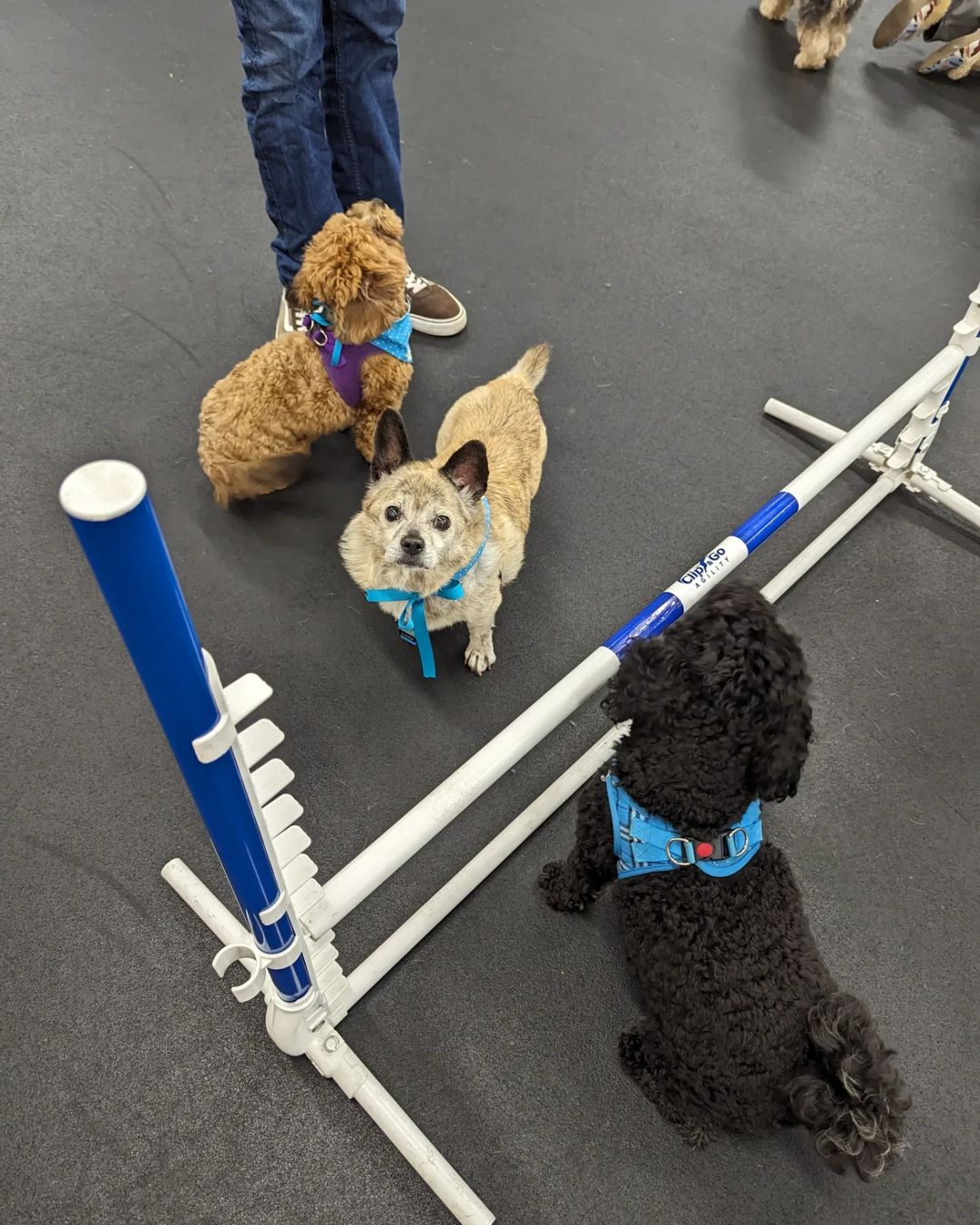 three dogs next to a jumping bar