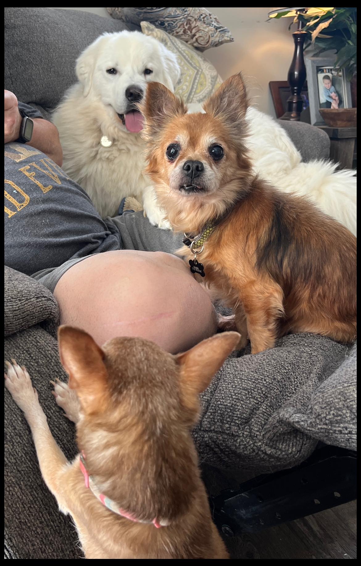 three dogs on a couch