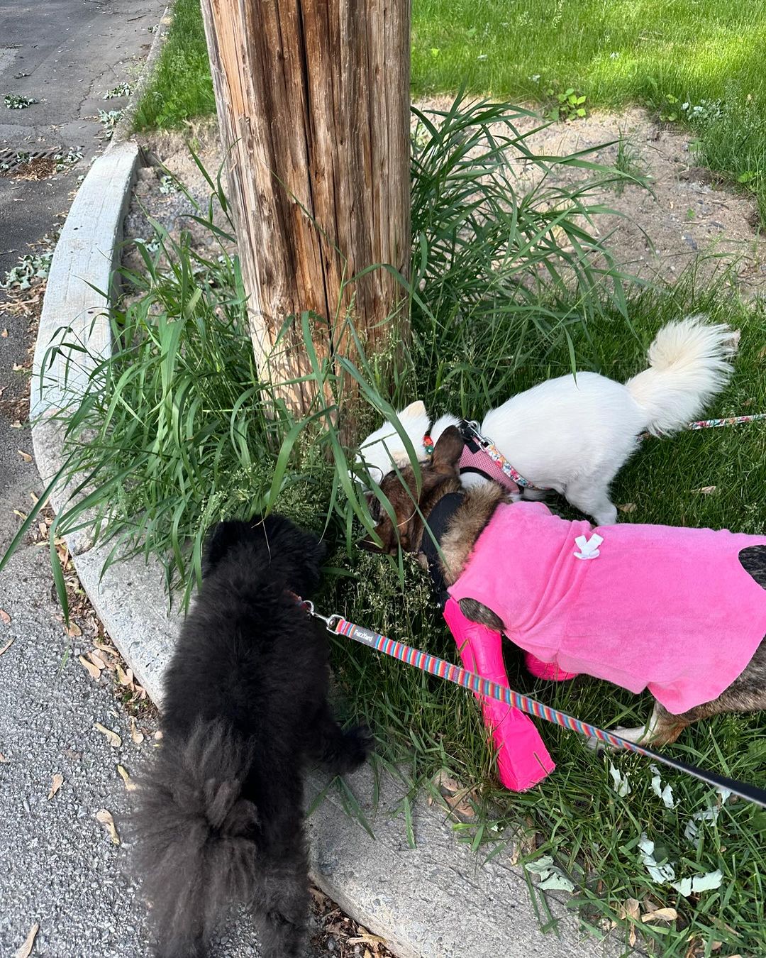 three dogs on a leash