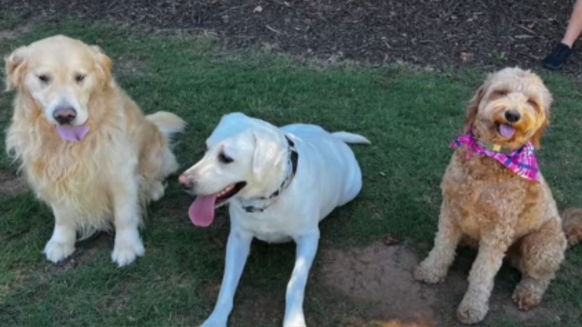 three dogs sitting outside